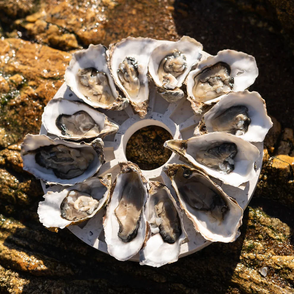 Plateau à Huïtre en coquillage recyclé - Malakio - Planches apero – Image 6